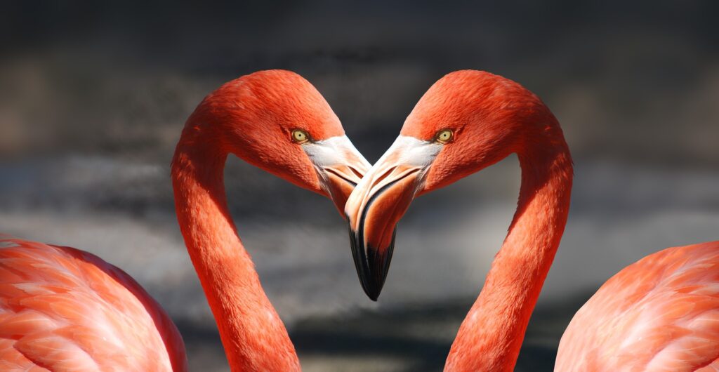 Valentine's Day Marketing Flamingo Heart