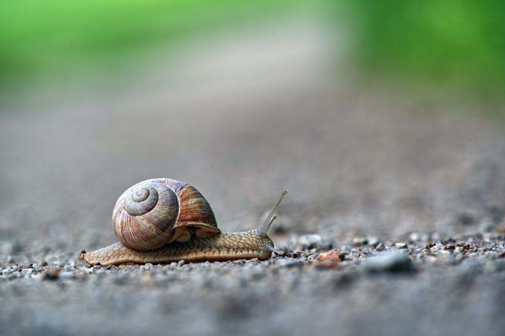 Brown snail on gravel floor to represent slow loading page speeds in Shopify