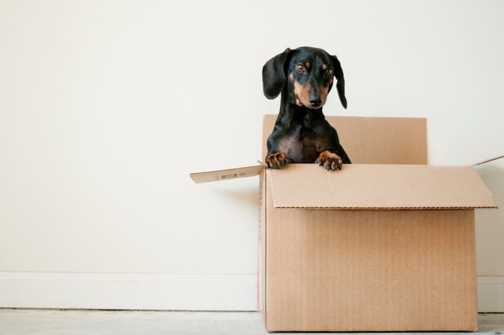 Sausage dog popping out of a parcel