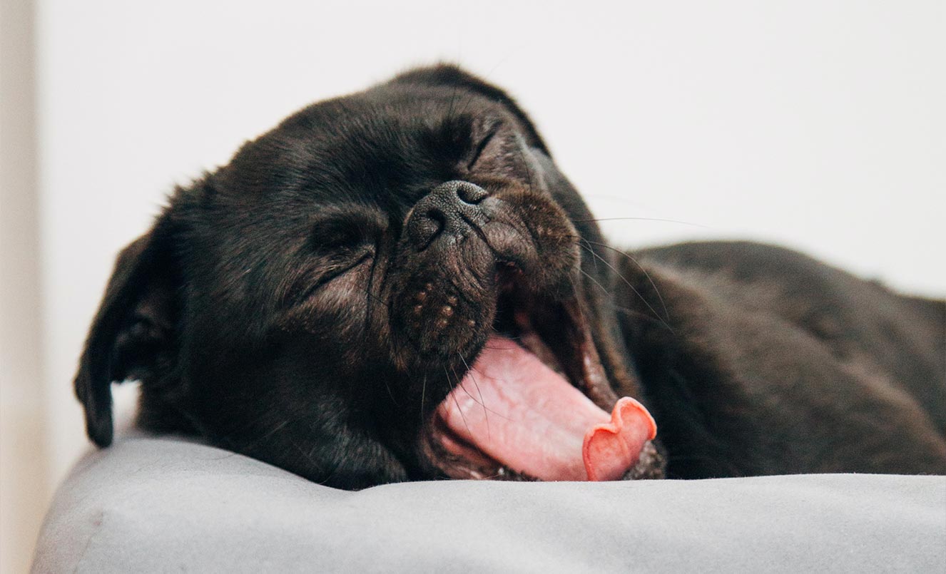 Pug dog yawning