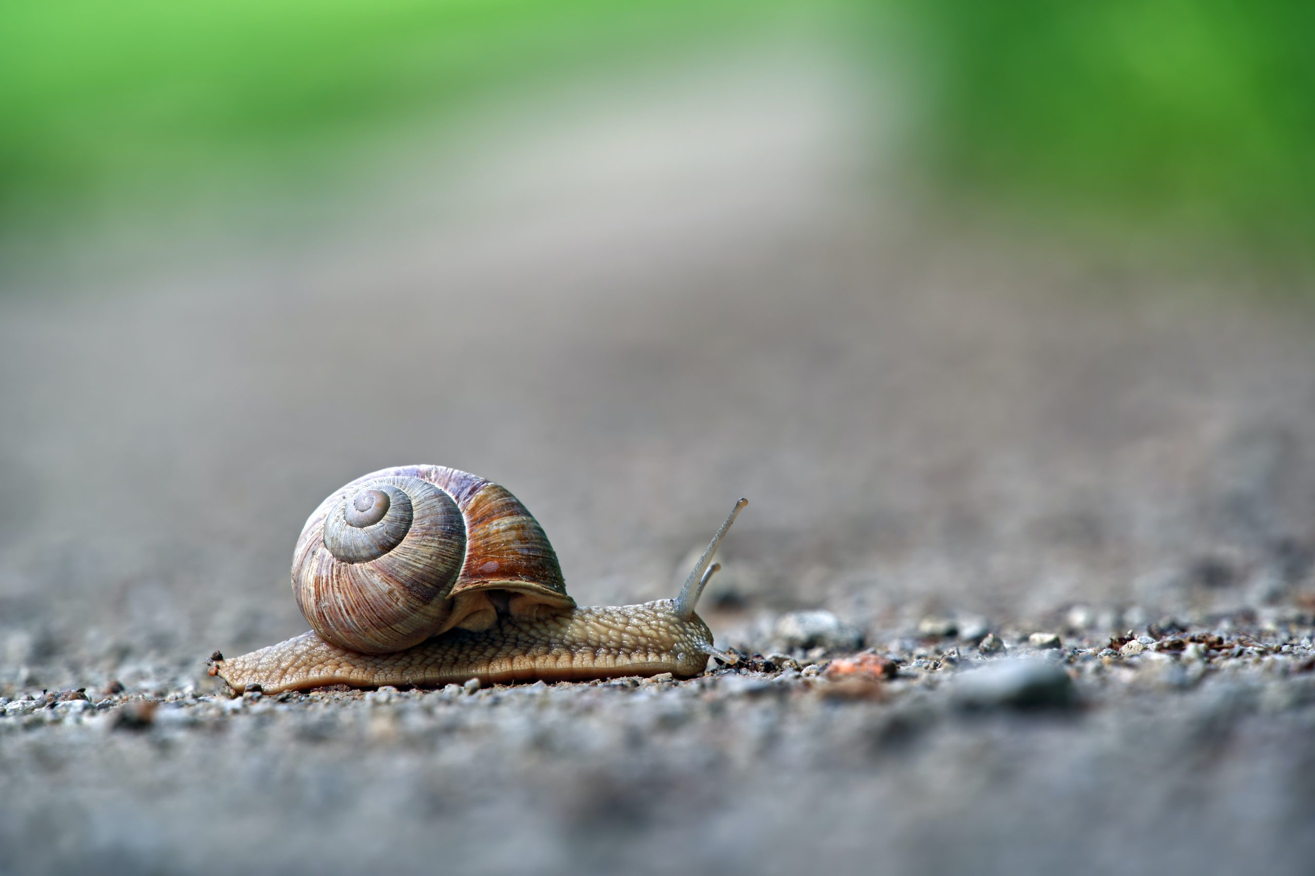 Brown snail on gravel floor to represent slow loading page speeds in Shopify